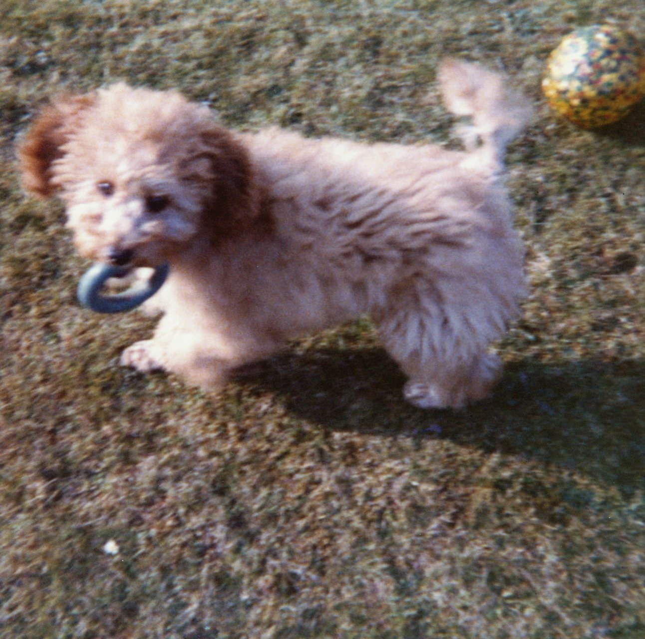 Sparky 1973- 8 Warrborough Rd- Churston Ferrers